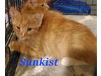 Adopt Sunkist a Spotted Tabby/Leopard Spotted Domestic Shorthair / Mixed cat in
