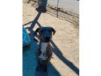 Adopt Taco a Brindle Mixed Breed (Small) / Mixed Breed (Medium) / Mixed (short