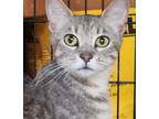 Adopt Sweety a Gray, Blue or Silver Tabby Domestic Shorthair (short coat) cat in