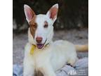 Adopt Kylian a White - with Red, Golden, Orange or Chestnut Ibizan Hound / Mixed