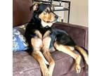 Adopt Charlie a Black Labrador Retriever / Mixed Breed (Medium) / Mixed (short