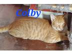 Adopt Colby a Spotted Tabby/Leopard Spotted Domestic Shorthair / Mixed cat in