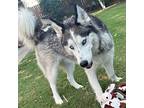 Adopt Bolt a Gray/Silver/Salt & Pepper - with White Husky / Mixed Breed (Medium)