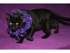 Adopt Onyx (Neutered) In Foster Care a All Black Siamese (short coat) cat in