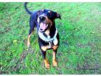 Adopt Dobi a Black - with Brown, Red, Golden, Orange or Chestnut Doberman