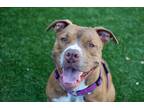 Adopt Bruno a Brindle - with White American Staffordshire Terrier / Mixed dog in