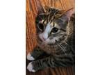 Adopt Darcie a Gray, Blue or Silver Tabby Tabby (short coat) cat in Bartlett