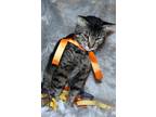 Adopt Mushroom-Popcorn Litter a Gray, Blue or Silver Tabby Tabby (short coat)