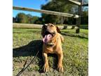 Adopt Rex a Tan/Yellow/Fawn - with White American Pit Bull Terrier / Mixed dog