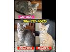Adopt 3 kittens to choose (Deland) a Brown Tabby Domestic Shorthair (short coat)