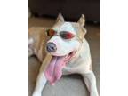 Adopt Luna a Pit Bull Terrier / Mixed dog in Framingham, MA (39642783)