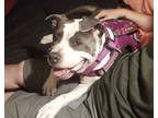 Adopt DALILAH a Brown/Chocolate - with White American Staffordshire Terrier /