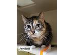 Adopt Precious a Brown Tabby Domestic Shorthair / Mixed Breed (Medium) / Mixed