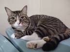 Adopt Latte a Brown Tabby Domestic Shorthair (short coat) cat in Buffalo
