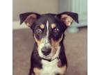 Adopt Millie a Tricolor (Tan/Brown & Black & White) Australian Shepherd / Mixed