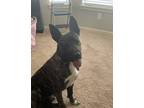 Adopt Jack a Brindle German Shepherd Dog / Mutt / Mixed dog in Katy