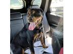 Adopt Ahsoka a Black Rottweiler / Mixed Breed (Medium) / Mixed (short coat) dog
