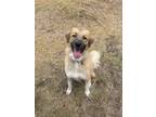 Adopt Birdie a Tan/Yellow/Fawn - with White Great Pyrenees / Australian Shepherd