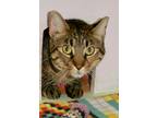 Adopt Mimi a Brown Tabby Domestic Shorthair (short coat) cat in Englewood