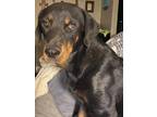Adopt mystic a Black Rottweiler / Mixed Breed (Medium) / Mixed (short coat) dog