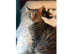 Adopt Jasper a Gray, Blue or Silver Tabby Domestic Shorthair cat in Middletown