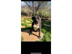 Adopt Noah a Black - with White Labrador Retriever / Boxer / Mixed dog in