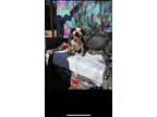 Adopt Honey a Black - with White Labrador Retriever / Boxer / Mixed dog in