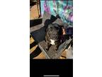 Adopt Dakota a Black - with White Labrador Retriever / Boxer / Mixed dog in
