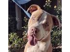 Adopt Butterfly a Brown/Chocolate - with White Staffordshire Bull Terrier /