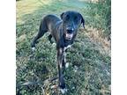 Adopt Daisy a Black - with White Labrador Retriever / Plott Hound / Mixed dog in