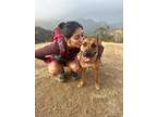 Adopt Stella a Red/Golden/Orange/Chestnut American Staffordshire Terrier /