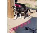 Adopt Autumn a Black Smooth Fox Terrier / Mixed dog in Florissant, MO (39629847)