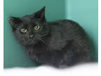 Adopt Cinge a All Black Domestic Shorthair / Mixed Breed (Medium) / Mixed (short