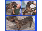 Adopt Jacob a Catahoula Leopard Dog / Mixed dog in LaBelle, FL (39480176)