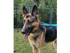 Adopt Rusty a Black - with Tan, Yellow or Fawn German Shepherd Dog / Mixed dog