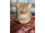 Adopt Taylor a Orange or Red Tabby Domestic Shorthair (short coat) cat in