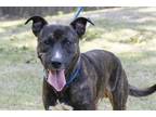 Adopt Witcher a Brindle - with White Pit Bull Terrier / Mixed dog in Slidell