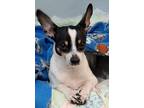 Adopt Bailey a Black - with White Rat Terrier / Mixed dog in New York