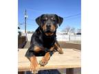Adopt Mollie a Black - with Brown, Red, Golden, Orange or Chestnut Rottweiler
