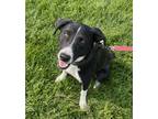 Adopt Buttercup a Black - with White Border Collie dog in Boulder, CO (39621101)