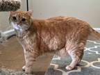 Adopt Loki a Orange or Red Tabby Domestic Shorthair (short coat) cat in