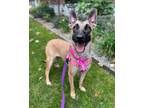 Adopt Mama a Tan/Yellow/Fawn - with Black Belgian Malinois / German Shepherd Dog