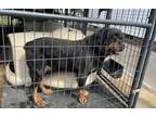 Adopt BODHI a Black - with Brown, Red, Golden, Orange or Chestnut Rottweiler /