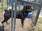 Adopt ZEUS D a Black - with Brown, Red, Golden, Orange or Chestnut Rottweiler /