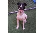 Adopt Barnie a Black Mixed Breed (Small) / Mixed Breed (Medium) / Mixed (short