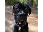 Adopt Barklee a Black - with White Mastiff / Great Dane / Mixed dog in CUMMING