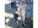 Adopt Harper a Black Labrador Retriever / Catahoula Leopard Dog / Mixed (short