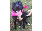 Adopt Abbie - Super sweet baby girl! a Black - with White Pit Bull Terrier /