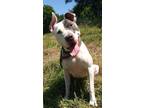 Adopt Archie - very sweet boy a White - with Gray or Silver American Pit Bull