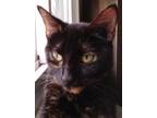 Adopt Annie - Super sweet girl! a Tortoiseshell American Shorthair (short coat)
